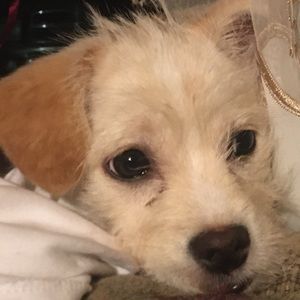 Meet your Posher, Cari